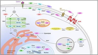 The Role of Sphingolipids in Allergic Disorders